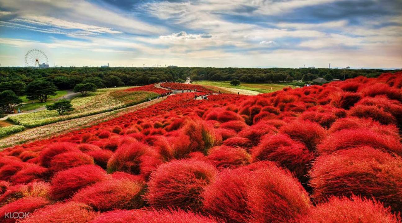 Klook Exclusive Hitachi National Seaside Park And Ashikaga Flower Park Or Mito Kairakuen Park Trip From Tokyo Klook Us Klook Exclusive Hitachi National Seaside Park And Ashikaga Flower Park Or Mito Kairakuen Park Trip From Tokyo Klook Us